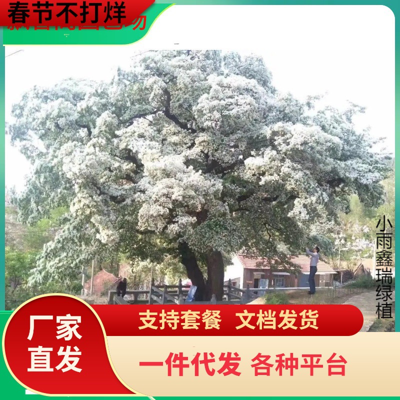 一件代发流苏树苗别墅庭院风景大树观赏白色流苏花园林绿化工程苗