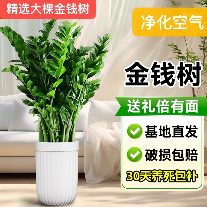 Money tree potted money string drought-resistant plants indoor living room office wholesale green plants to purify the air rich tree