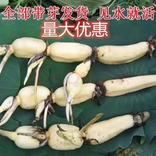 ʳɏźNN߮a߲ɏźɻ۴źNź