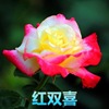 Rose seeds four seasons of indoor potted flowers seeds, all kinds of easy -to -grow live outdoor flowers green plant flower seeds