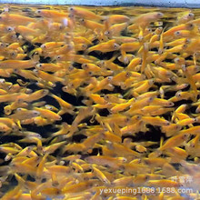 柠檬斑马鱼 活体荧光斑马鱼热带鱼观赏鱼淡水鱼渔场特价耐活好养