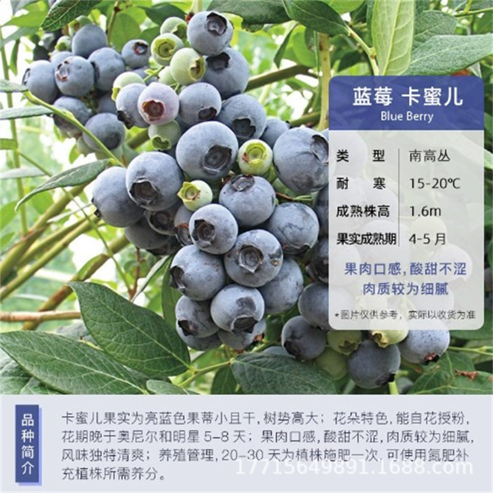 Рассада фруктовых деревьев Деревня Дубэй в горшках Ке Черника Лекси Черника Рассада Юг-Север Пояс Оригинальные результаты доставки почвы в год