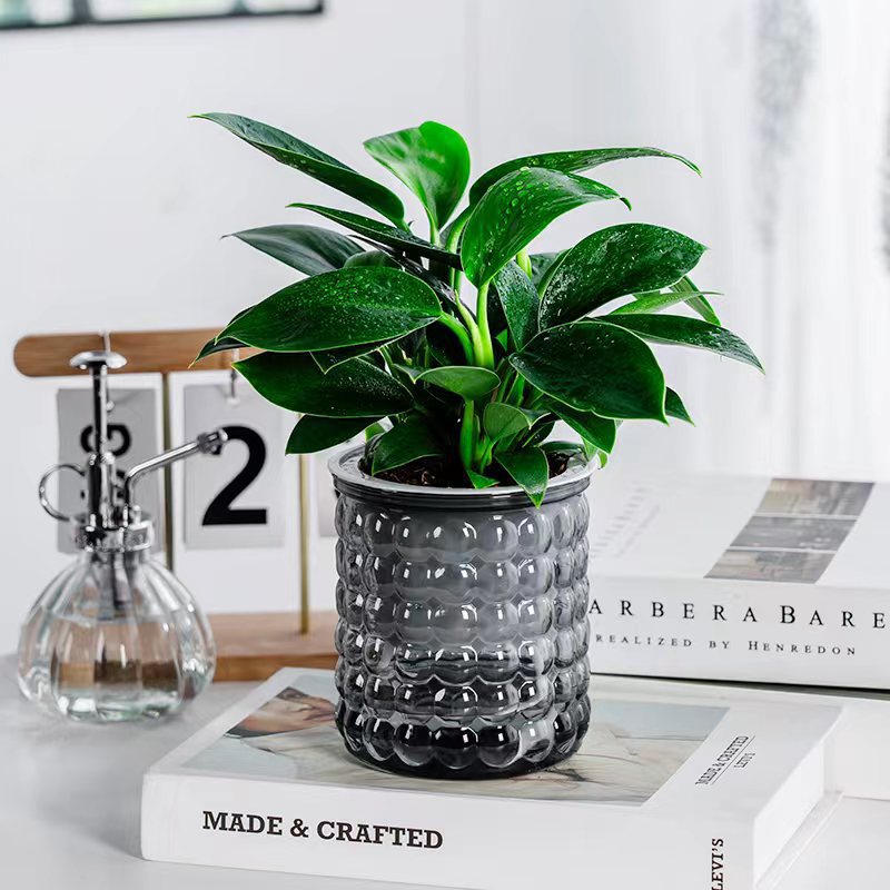 [신모델] 골든다이아몬드 25cm 3그루(회색거품냄비) + 영양액