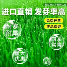 草种子早熟禾草坪种子 矮生四季青草籽 耐践踏庭院耐寒不修剪地毯
