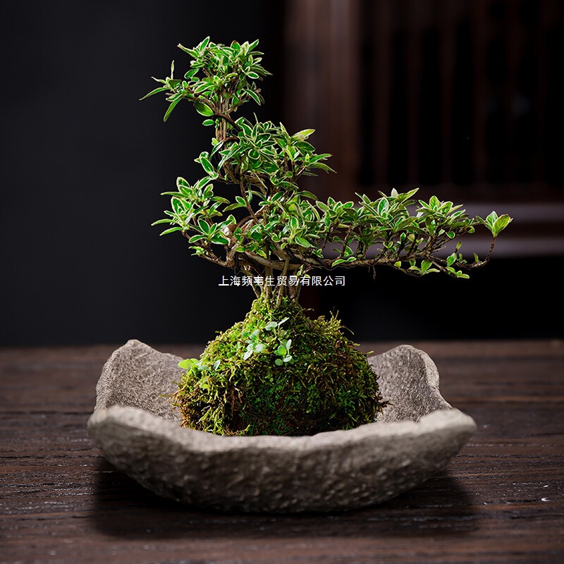 Moss Ball Attached to Stone Calamus Brazilian Wood Absorbent Stone Creative Bonsai Potted Imitation Stone Hydroponic Flower Pot Ceramic