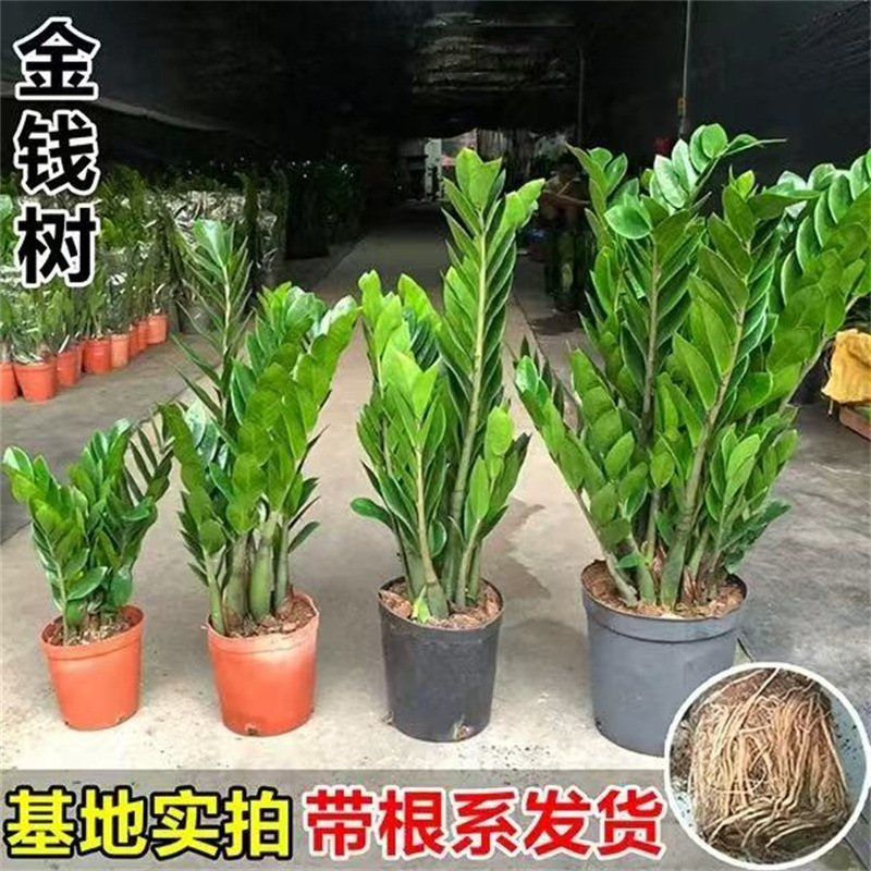 Money Tree Office Potted Tall Plants Indoor Flowers Living Room Large Green Plants Wholesale Drought-Resistant Fortune Tree