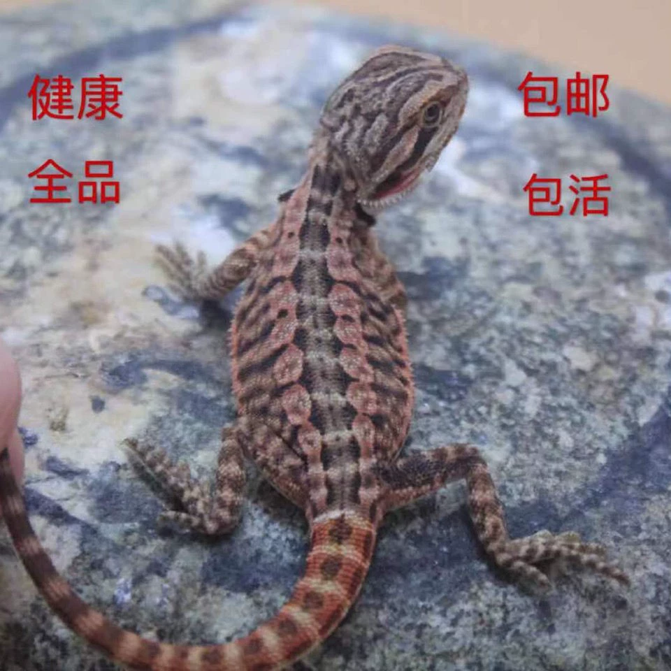 [Импульс] грива Лев ящерица рука обучение молодых саженцев Здоровье Все продукты новичок Случайная Доставка