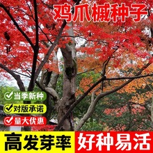鸡爪槭种子籽树苗原生小叶鸡爪枫树苗庭院风景树四季常青苗木绿化