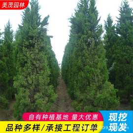 造型龙柏树苗批发道路两旁工程绿化苗木园林色块绿化景观龙柏树