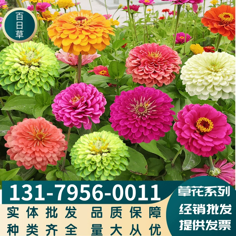 Трава Цветов Семян Цинния Семян Шаг за шагом Семян Цветок Цинния Четыре Сезона Цветение Дикий Цветок Сочетание Гесанг Цветок Море