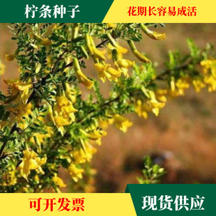 ���l�N�� �\�u�� ���l�� �R���� �ϻ��� �o�·��Lɳ ���}��ɳ����