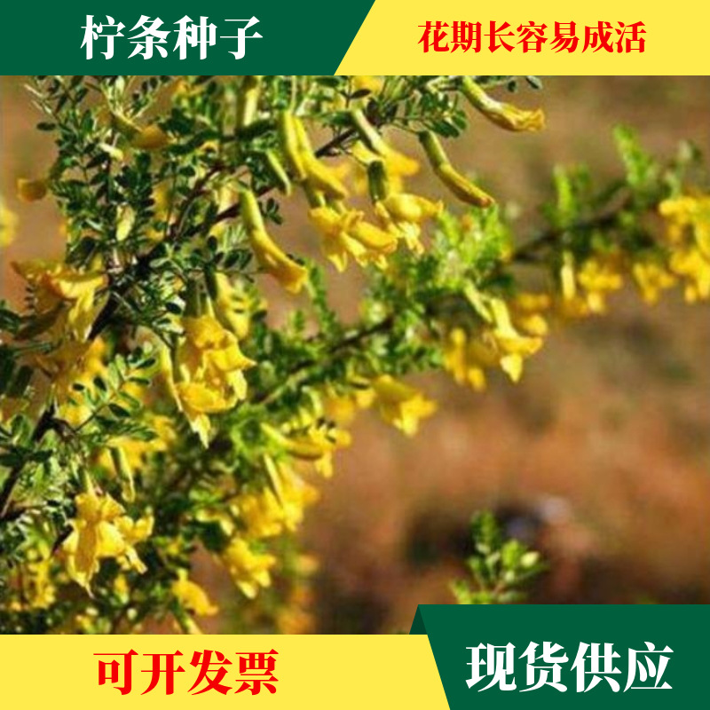 柠条种子 锦鸡儿 柠条籽 马集柴 老虎刺 护坡防风沙 耐盐耐沙固土