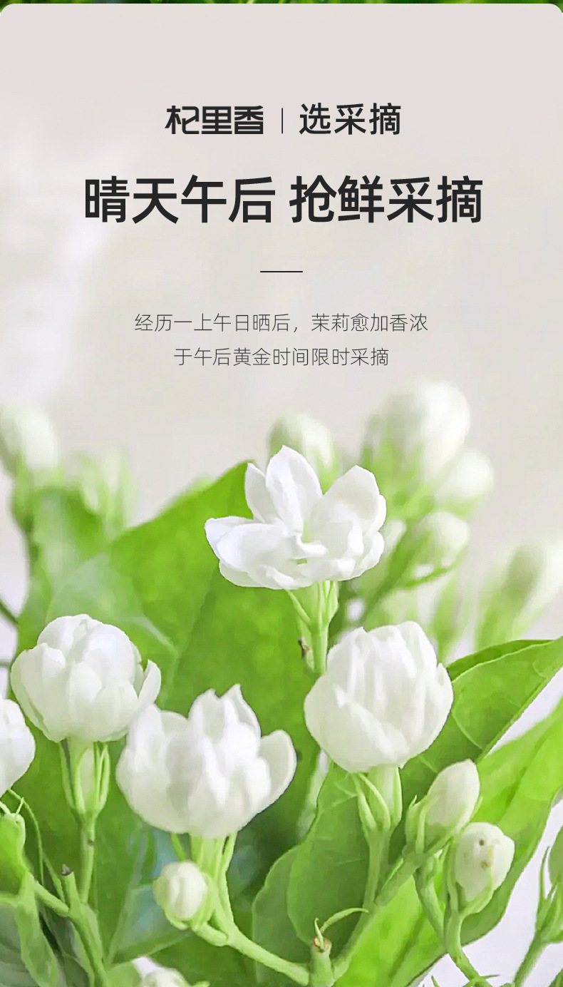 Jasmine Flower Tea Mo Li Hua 28g Bottle Dried Jasmine Buds Guangxi Loose Floral Tea key features