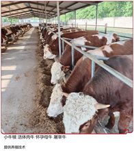 生态养殖 西门塔尔牛 三个月小牛 活牛出售肉牛犊 来金