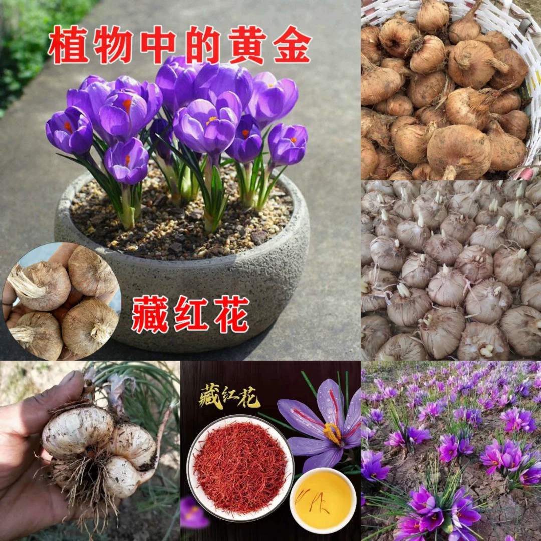 Шафран цветочный шарик оптом шафран иранский декоративный лекарственный чай