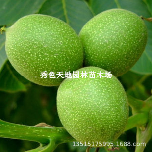 ������T�S���Ҙ���޽Ӻ����籡Ƥ�ϱ����Nֲ�ش�����箔��Y��