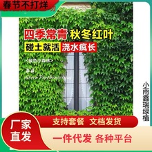 一件代发爬山虎爬藤植物四季常青种子树苗爬墙虎绿植室外庭院花卉