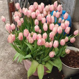 �M��������N��ˮ�໨������ֲ���҃����ļ����B������������N��