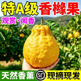盆栽;乔木;园林果树