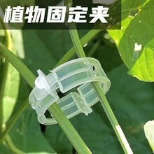 植物固定夹嫁接夹绑蔓扶蔓夹吊秧夹卡扣蔬菜园艺植物固定塑料卡扣