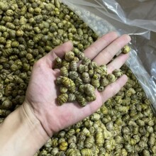 正宗云南紫皮石斛中颗粒散装500g现货批发紫皮石斛枫斗紫皮直销