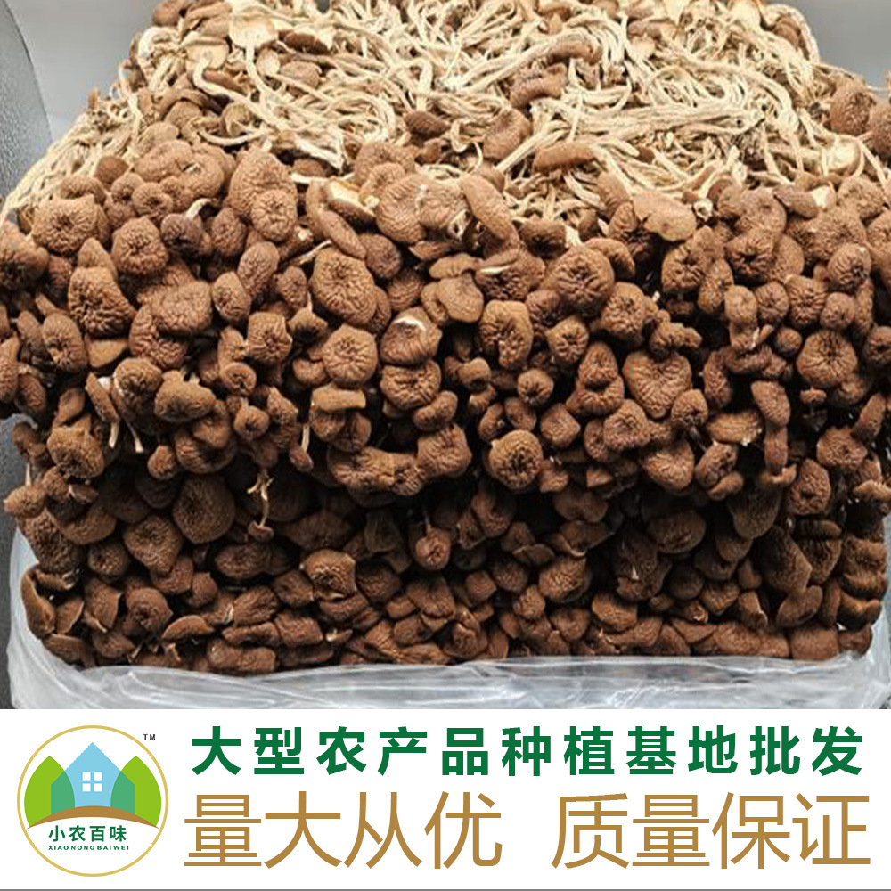 廠家批發福建特産新貨茶樹菇散裝淨重500g不開傘茶樹菇幹貨食用菌