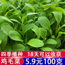 鸡毛菜种子种籽四季小白菜青菜油菜上海青阳台盆栽蔬菜菜籽孑籽种