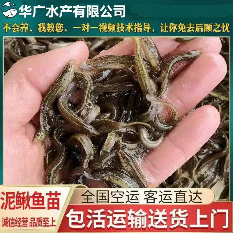 大量泥鳅苗 台湾泥鳅鱼泥鳅鱼泥鳅水花放生鱼苗包活到家