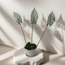 ���R�d��Ʒ����Gֲ��֧5��ɫ�Ƶ�Ҿӈ@���쾰�S�����l