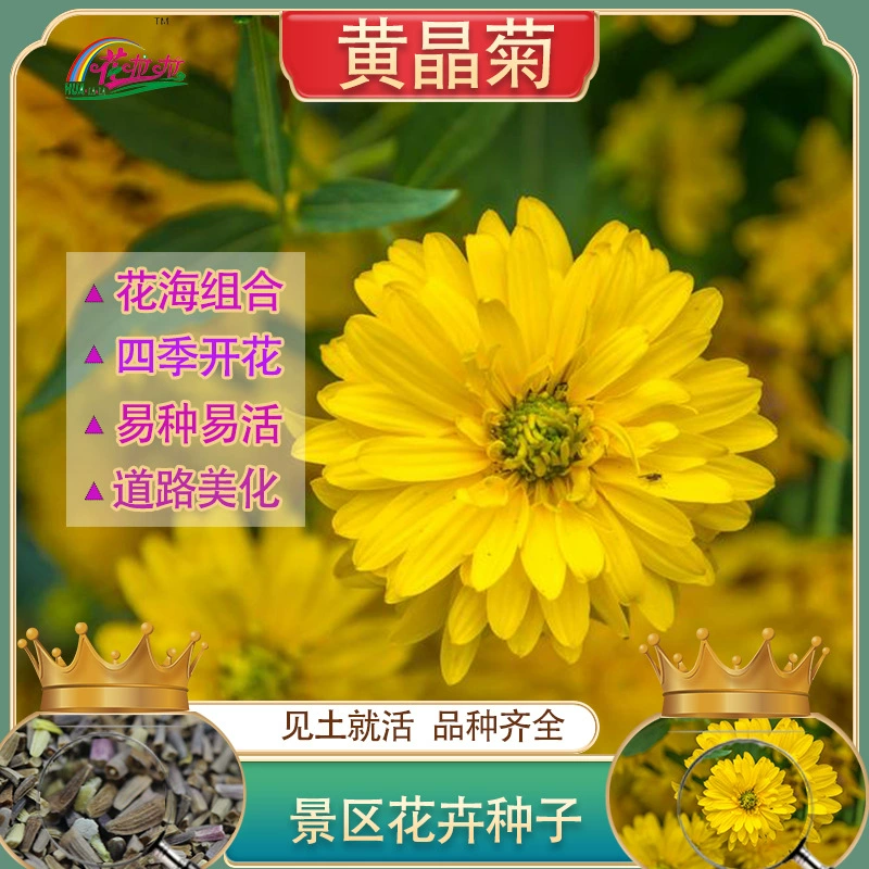 12-летние цветы Хризантема морифолиум семена устойчивость к холоду устойчивость к тени Four Seasons посев цветочных семян Ландшафтный цветок морская трава цветочные семена