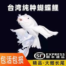 蝴蝶鲤观赏鱼活鱼大鳍长尾短身精品球体红色贵妃冷水锦鲤好养耐活