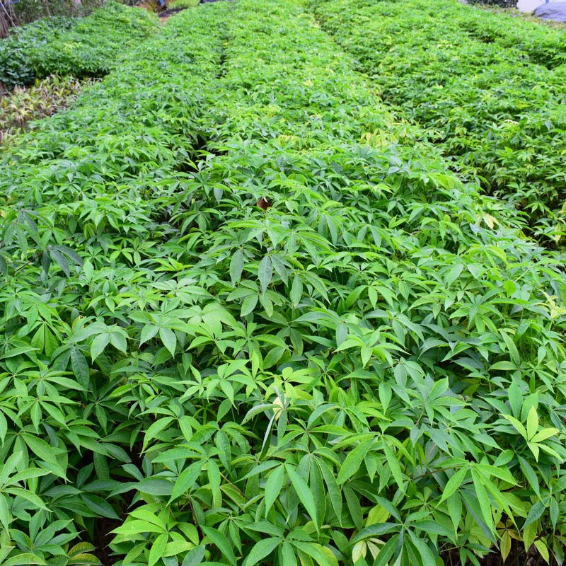 Прямые продажи с базы крупнощекого капока, прямые продажи с места происхождения, ландшафтные проекты, дорожное ландшафтное оформление и озеленение.