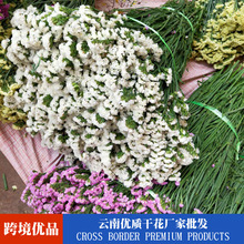 勿忘我鲜花批发水晶草情人草批发花束配花称斤鲜花摆摊拍照摆设