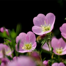 ���l�������{�ݷN��ҹ����N��ͥԺ�ۻ������޸��������Ի��ܵͰ�