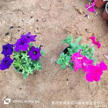 �������l ����ţ�� С���� �pɫ���� Ѩ�P�� ��ɫ�� �����ݻ�