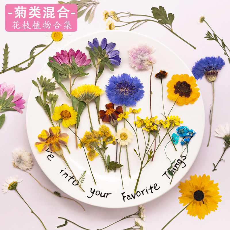 菊类花枝合集 干花压花材料包手工diy材料植物标本滴胶押花书签