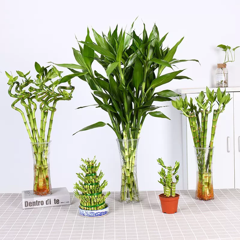 富贵竹水培植物盆栽花卉绿植室内花客厅水养绿萝大叶转运竹节节高