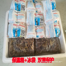 食用活体蚱蜢活蚂蚱速冻混合油炸蚂蚱新鲜带籽速冻蝗虫昆虫去翅膀