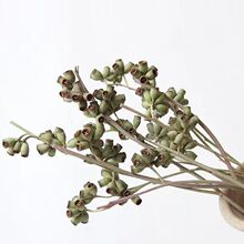 尤加利果干花僵尸果小白果小米果十字果原色天然真花DIY花材批发