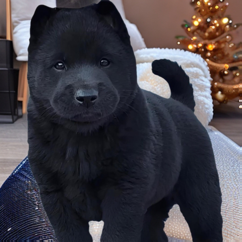 For Sale: Purebred Five-Black Puppies, Live Dogs, Guangxi Native Dogs, Pet Dogs, Five-Black Hunting Dogs, Chinese Rural Dogs