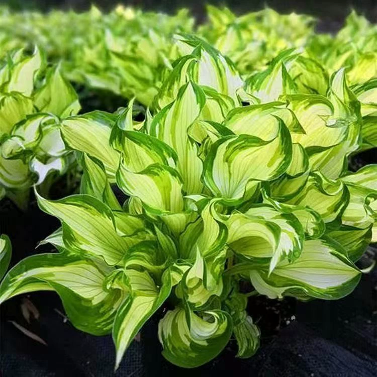 Оптовая продажа эпимедиума — многолетнего растения с листьями и цветами, устойчивого к холоду и засухе, подходит для озеленения дворов.