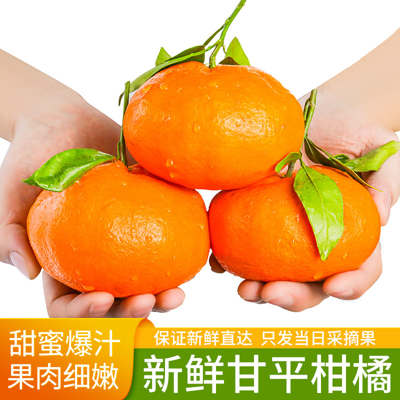 四川甘平柑橘皇后高端水果当季新鲜水果蜜橘子香甜皮薄多汁现摘发