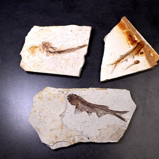 �����������~��ʯ���x���~�x��ʯԭʯ���|�̌W�����^�p��ʯ�^�[��