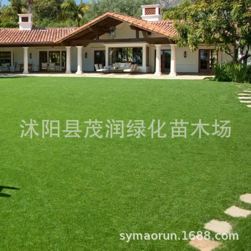 Семя газона Четыре сезона Семена зеленой травы Двор корня бермудаграрицы Морозостойкий Высокий овсяница Защита от склонов Бермудских островов Озеленение семян