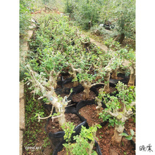 ͥԺ���^���͘����ֱ�NС�����Ԍ�����Ϟ�䘶����G�����е��Nֲ