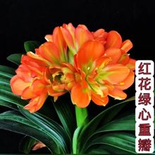 �ذ�����m��Ʒ�N�Gֲ���Ի������F��Ʒ�����_�����B�҃��ļ�����