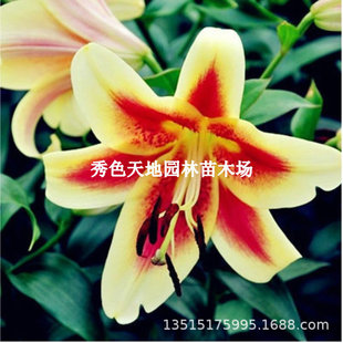 Perfume Lily Bulbs Are Imported and Bloom in All Seasons, Easy to Grow and Live Indoor Florals, Potted Tulip Flower Seeds