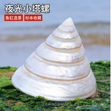 天然海螺贝壳夜光小塔螺珍珠塔螺鱼缸造景水族装饰标本摆件饰品