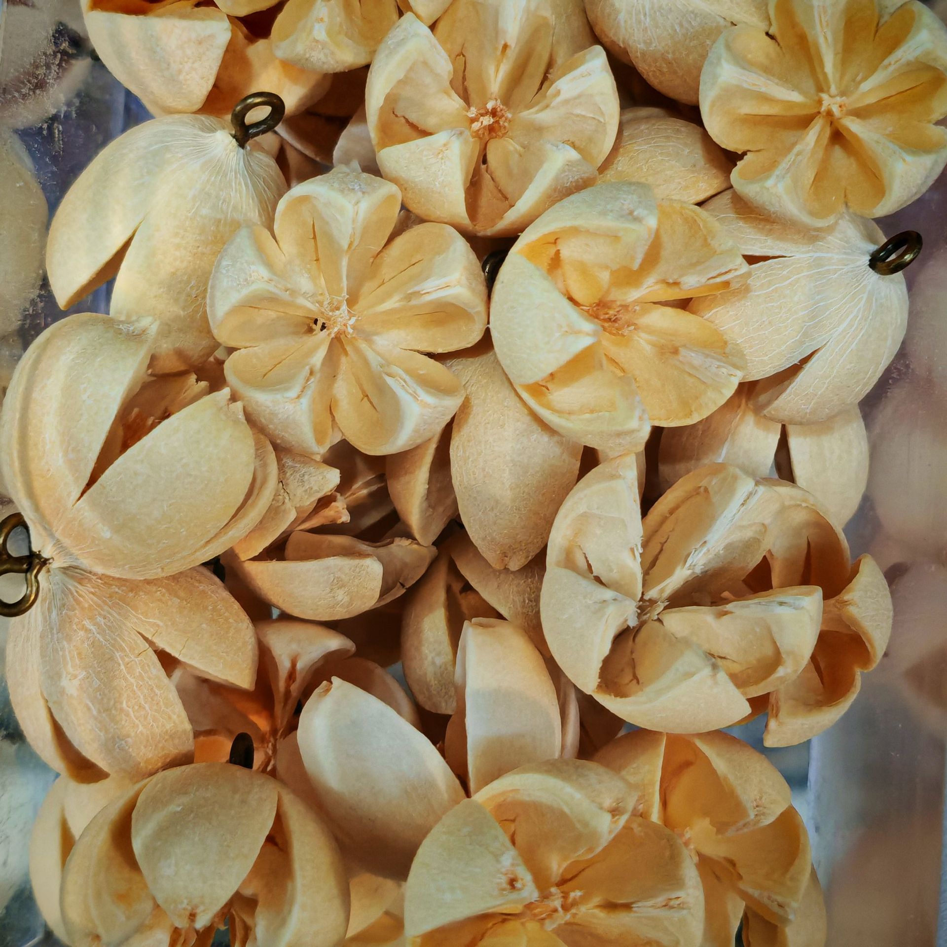 cáscara de fruta campana accesorios de materia prima planta natural cáscara de fruta campana de viento cáscara de fruta campana accesorios hechos a mano material diy image 17