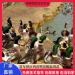 出售大种麻鸭苗菜鸭幼崽活体另有江南蛋鸭土鸭子农村放养易活好养